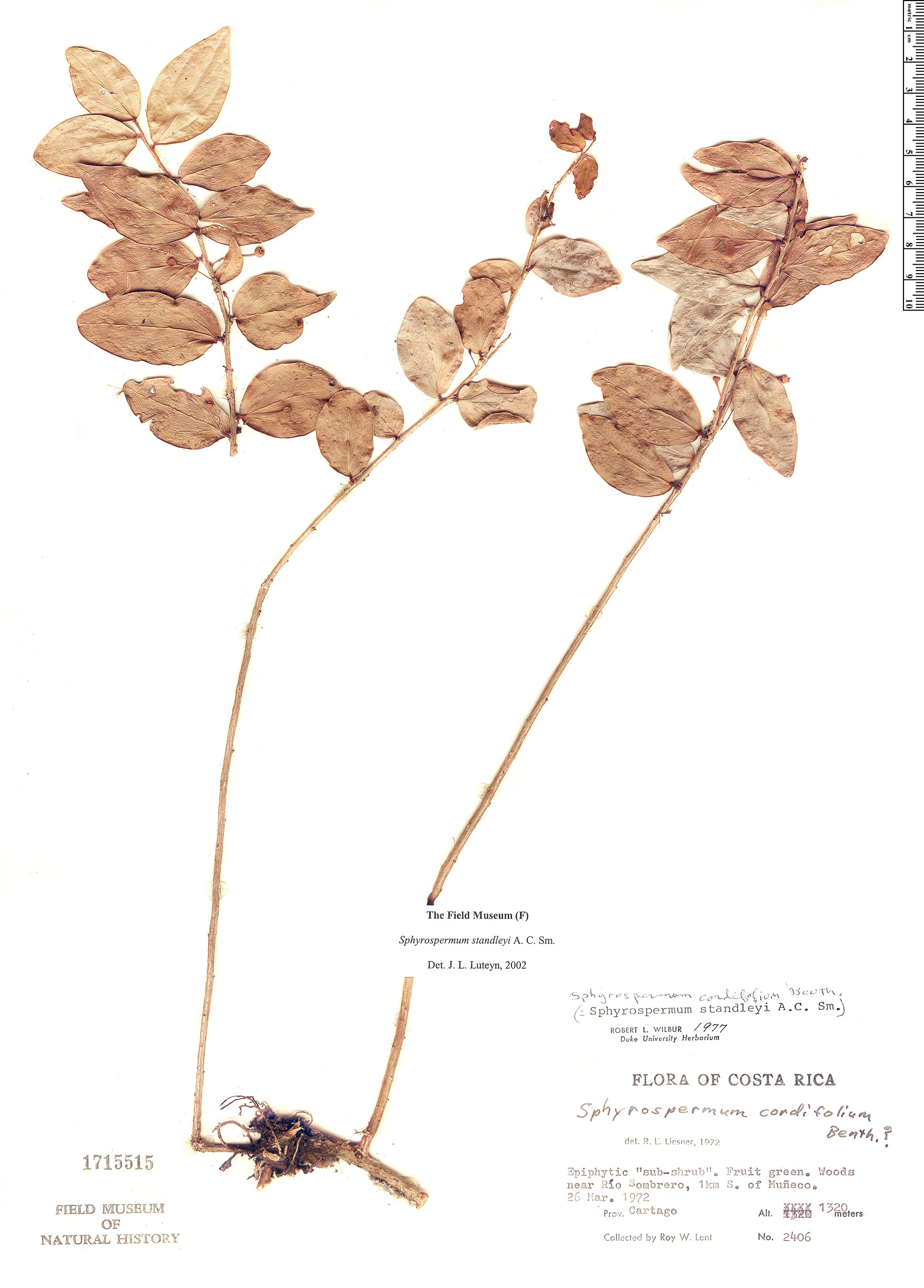 Sphyrospermum standleyi image