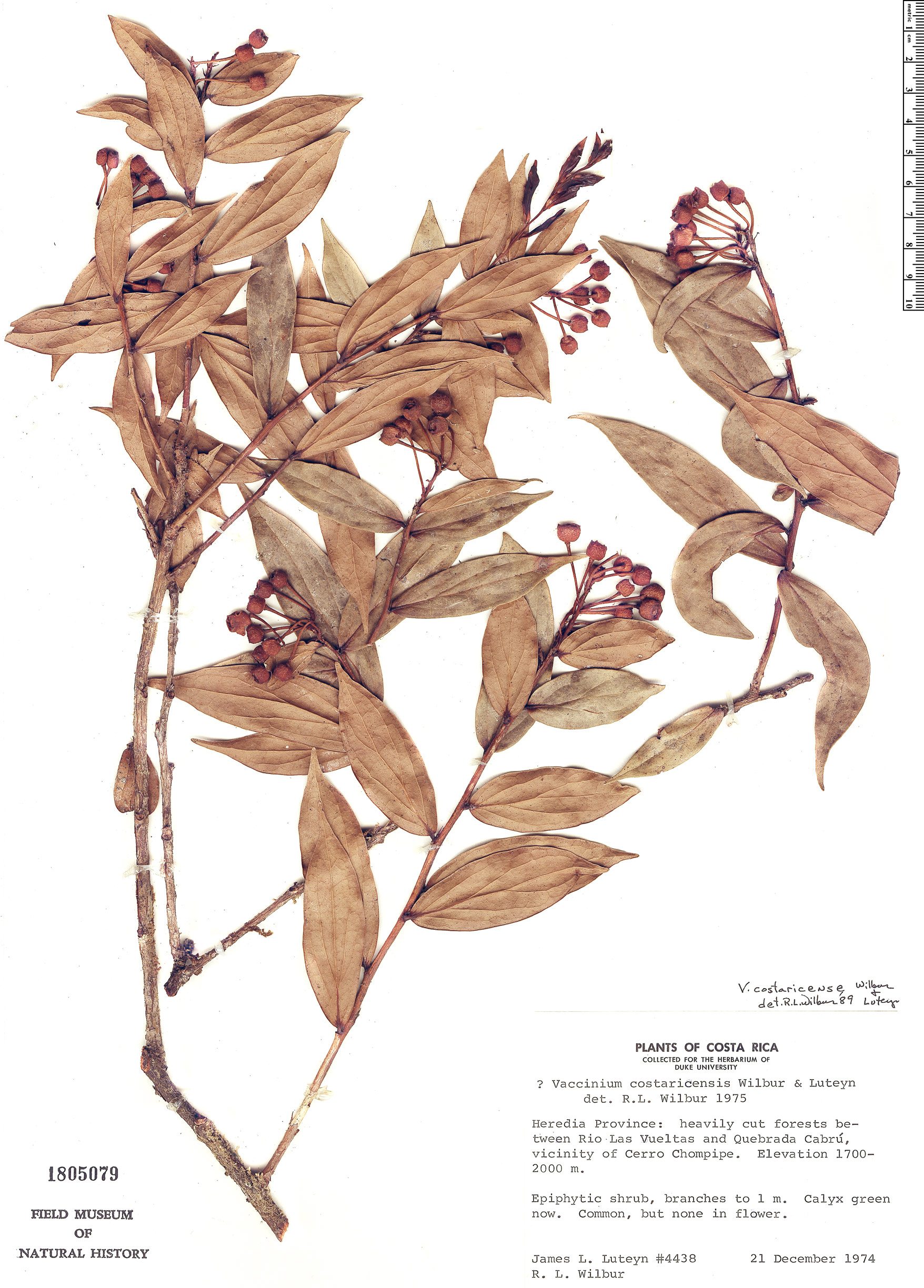 Symphysia costaricensis image