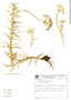 Actinocephalus ramosus image