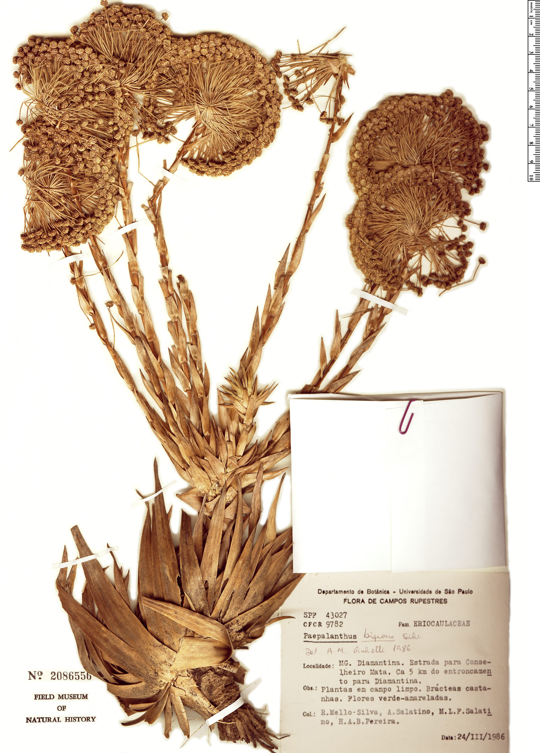 Actinocephalus polyanthus var. bifrons image