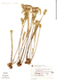 Actinocephalus stereophyllus image