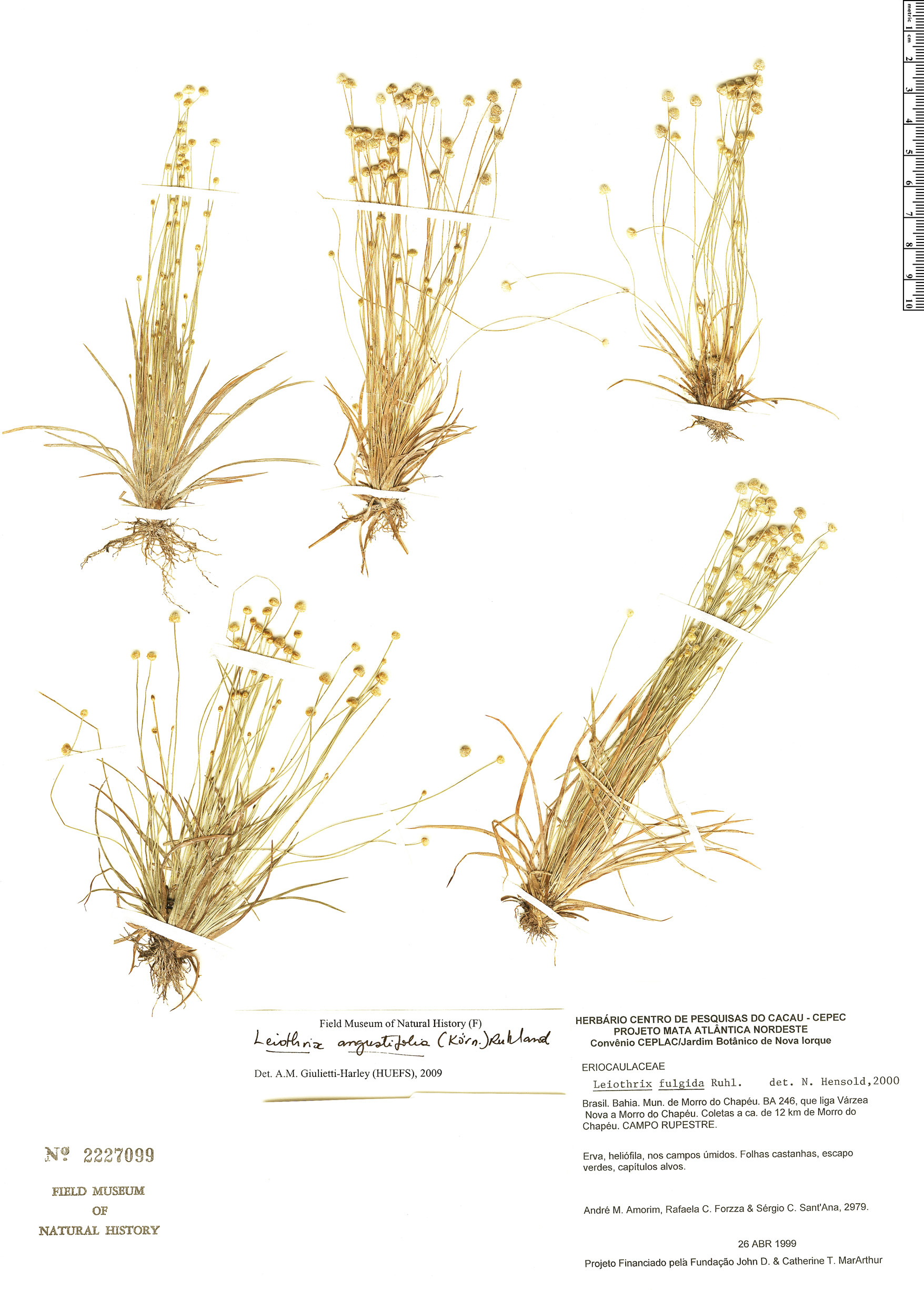 Leiothrix angustifolia image
