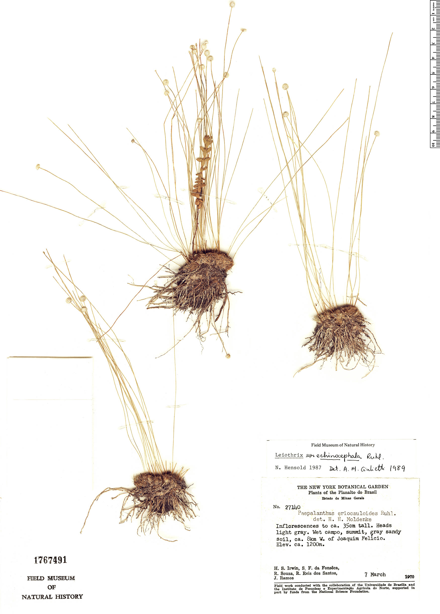 Leiothrix echinocephala image