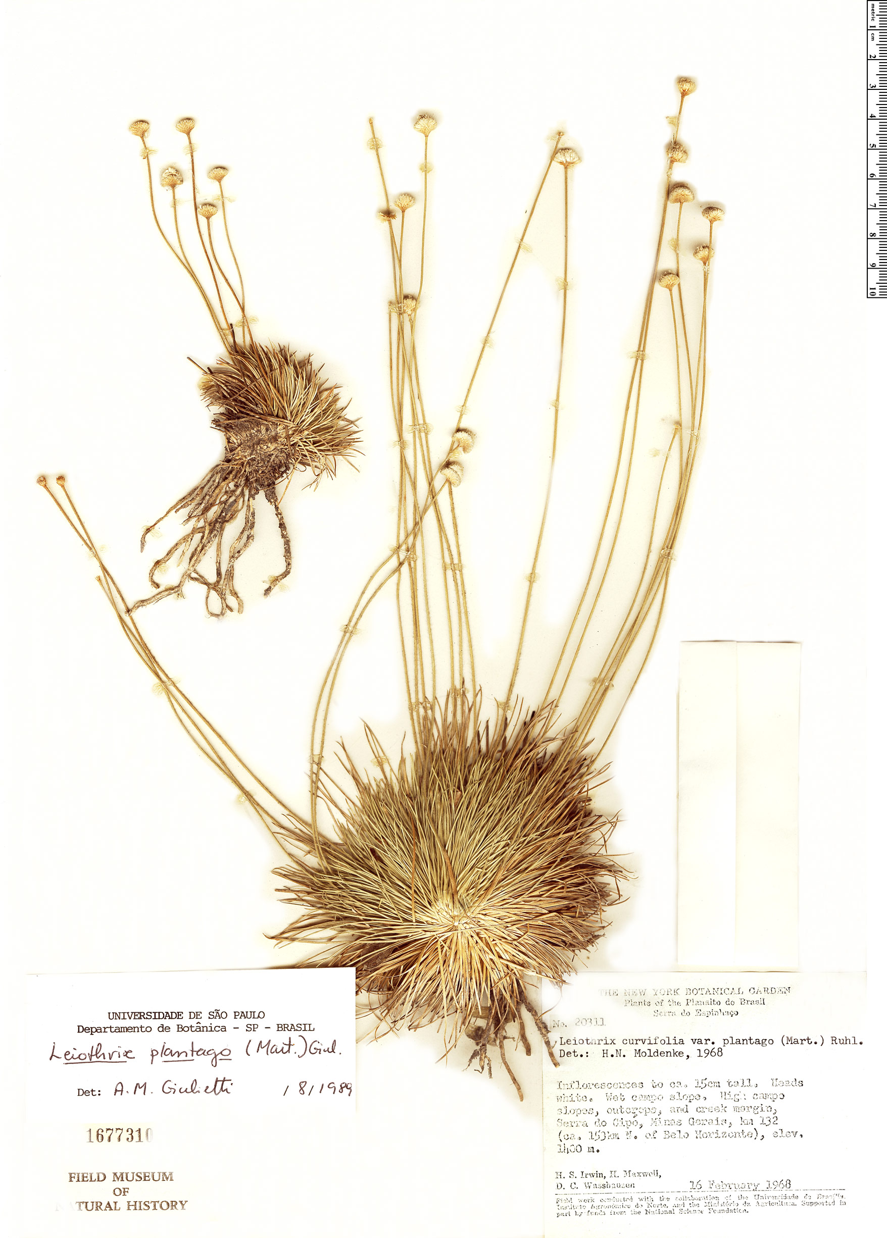 Leiothrix curvifolia var. plantago image