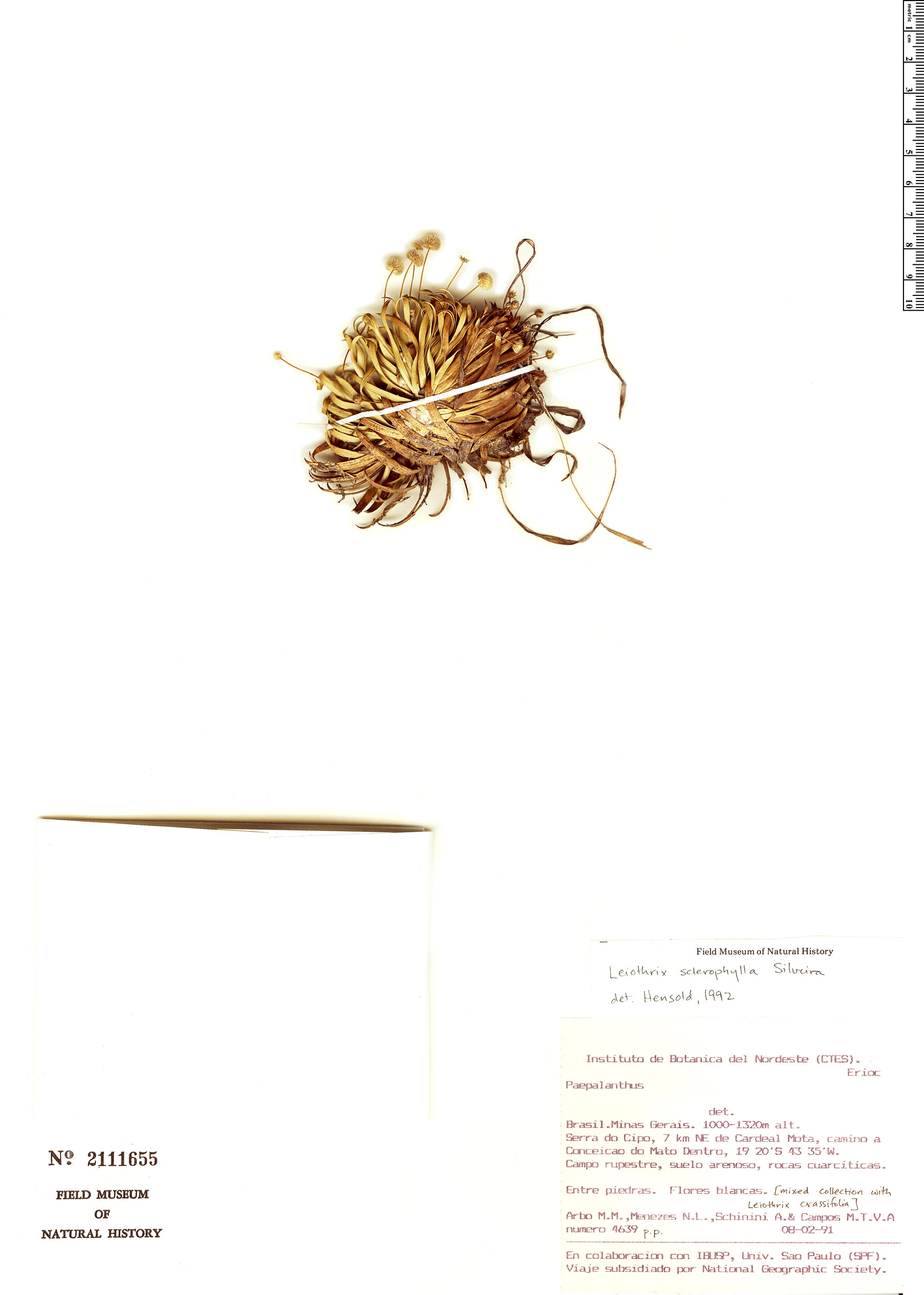 Leiothrix sclerophylla image