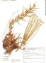 Paepalanthus acanthophyllus image