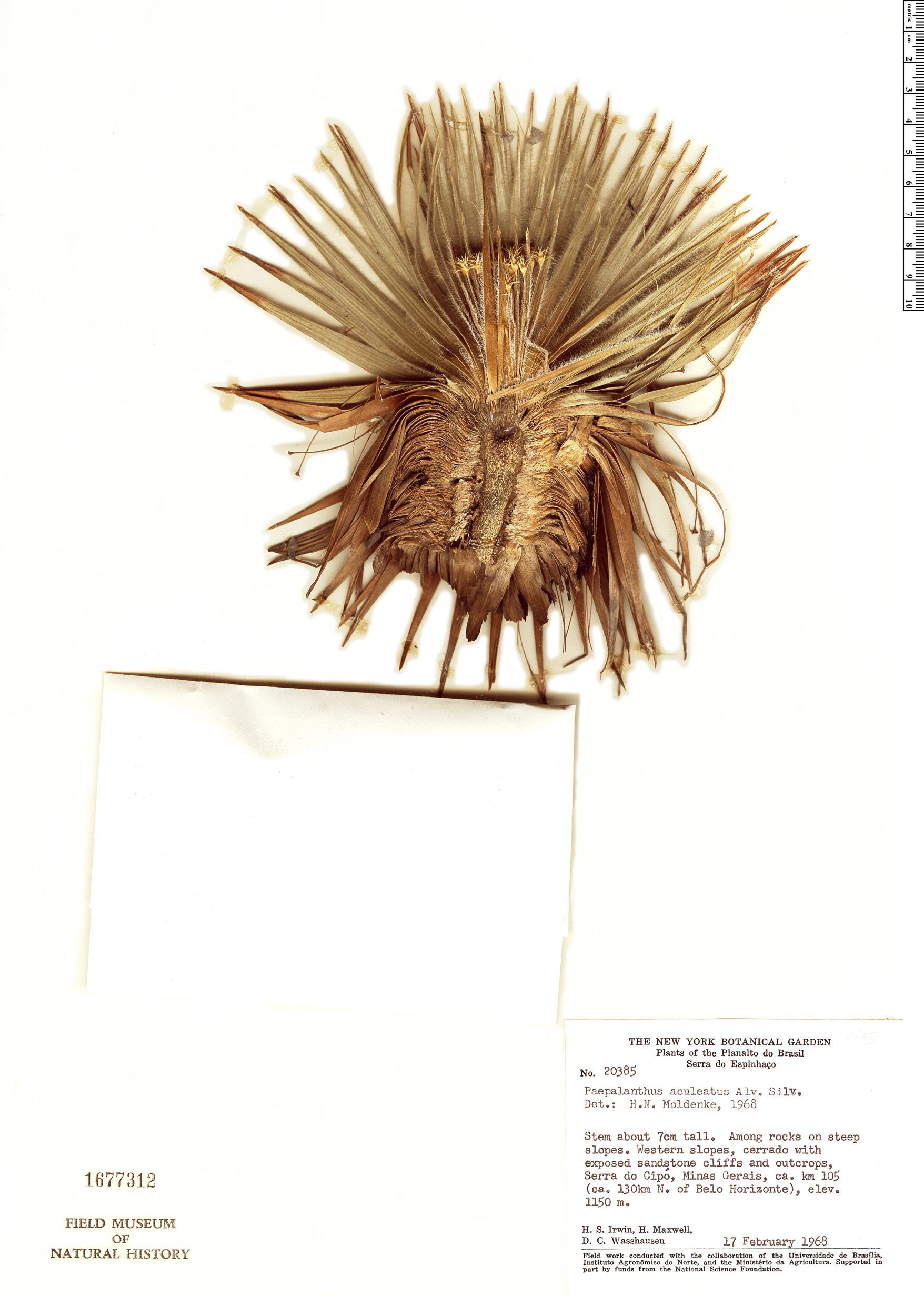 Paepalanthus aculeatus image