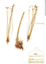 Paepalanthus amoenus image