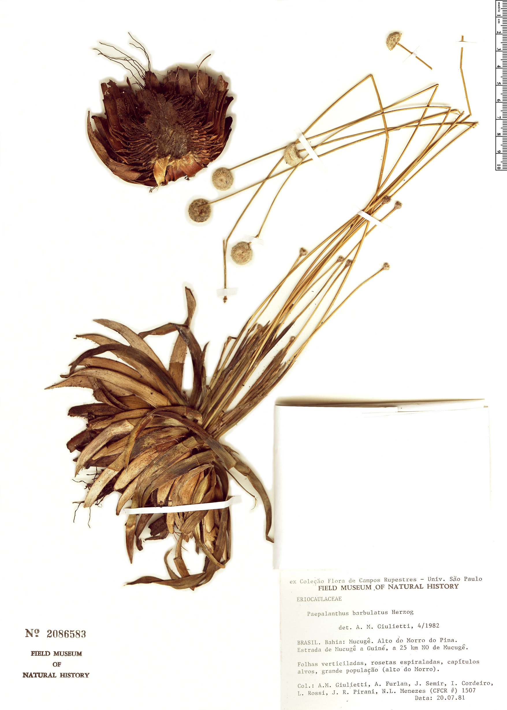 Paepalanthus barbulatus image
