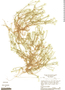 Paepalanthus bryoides image