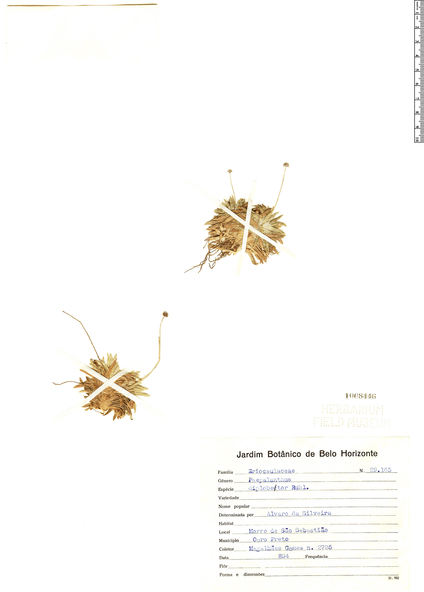 Paepalanthus diplobetor image