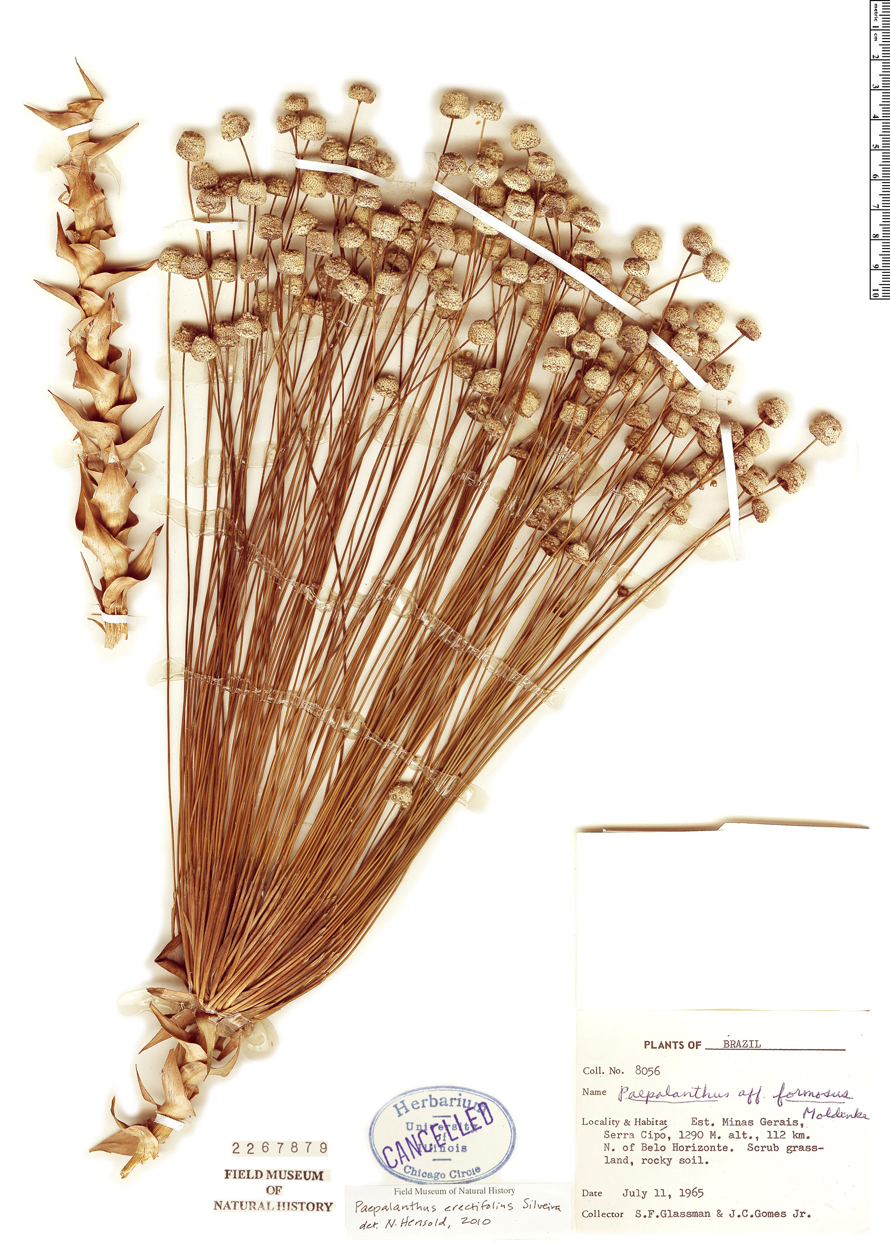 Paepalanthus erectifolius image