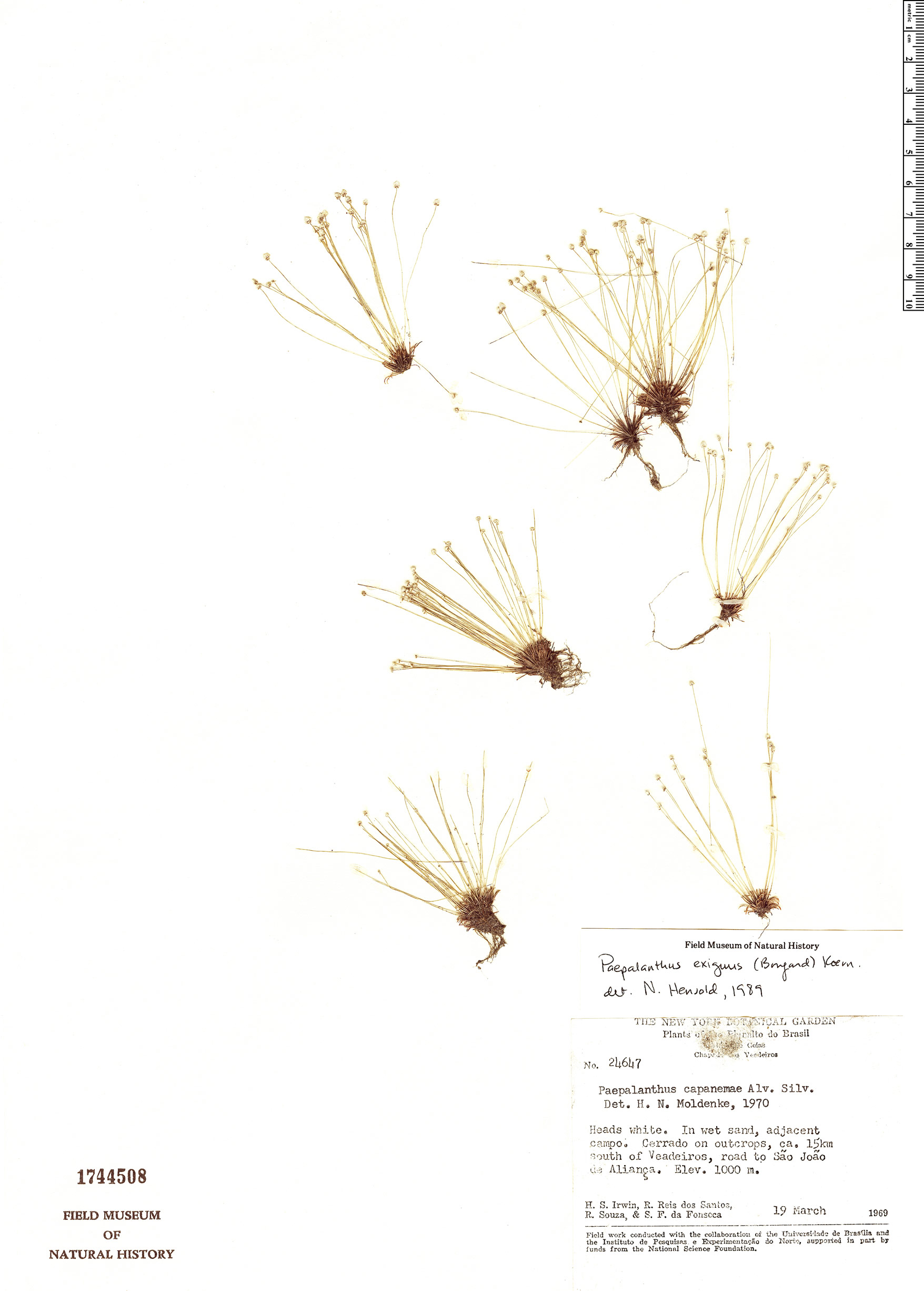 Paepalanthus exiguus image