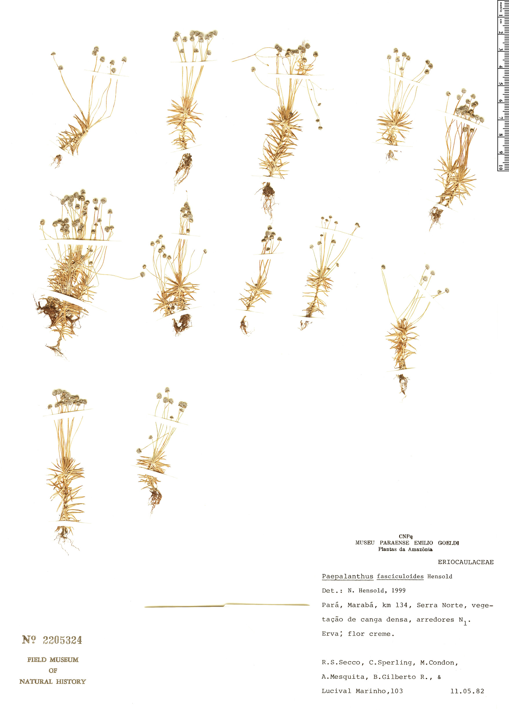 Paepalanthus fasciculoides image