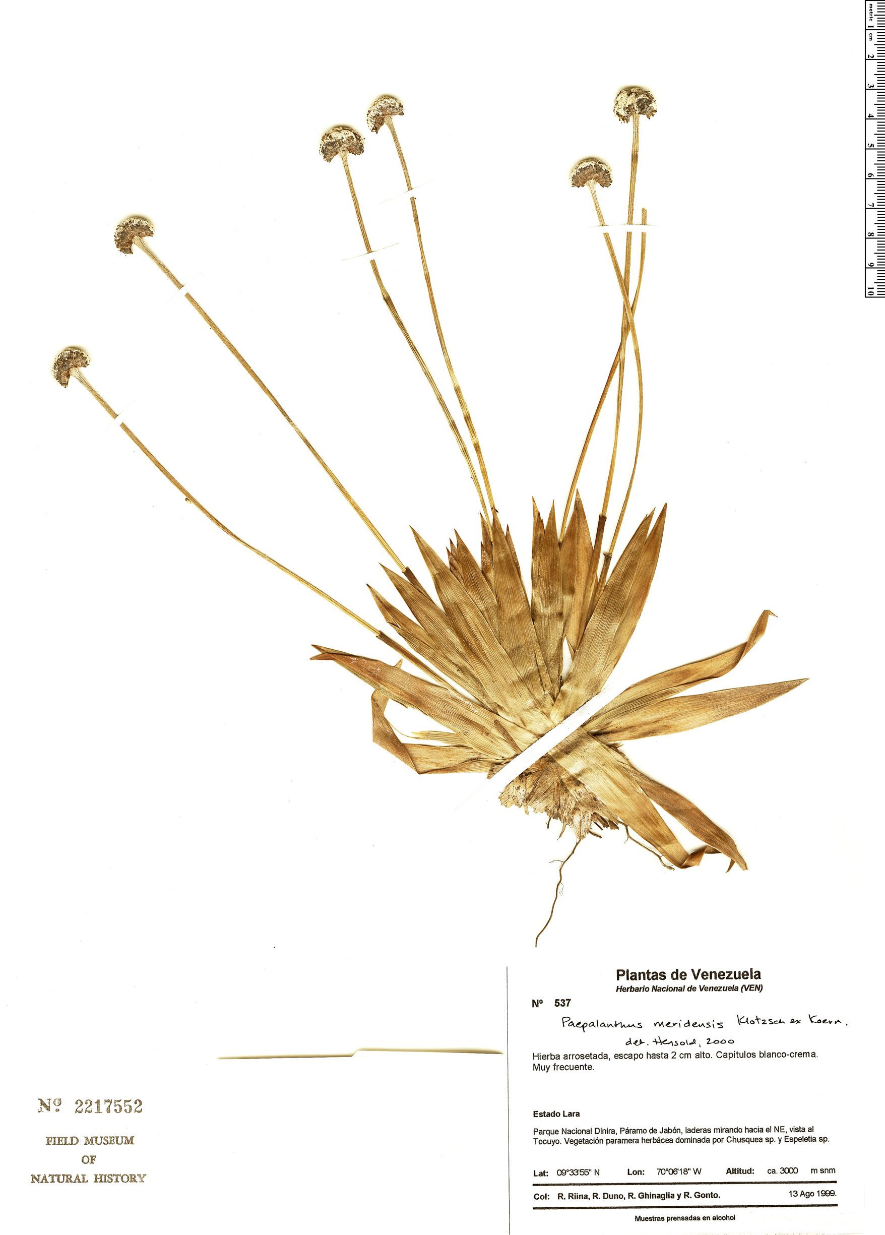 Paepalanthus meridensis image