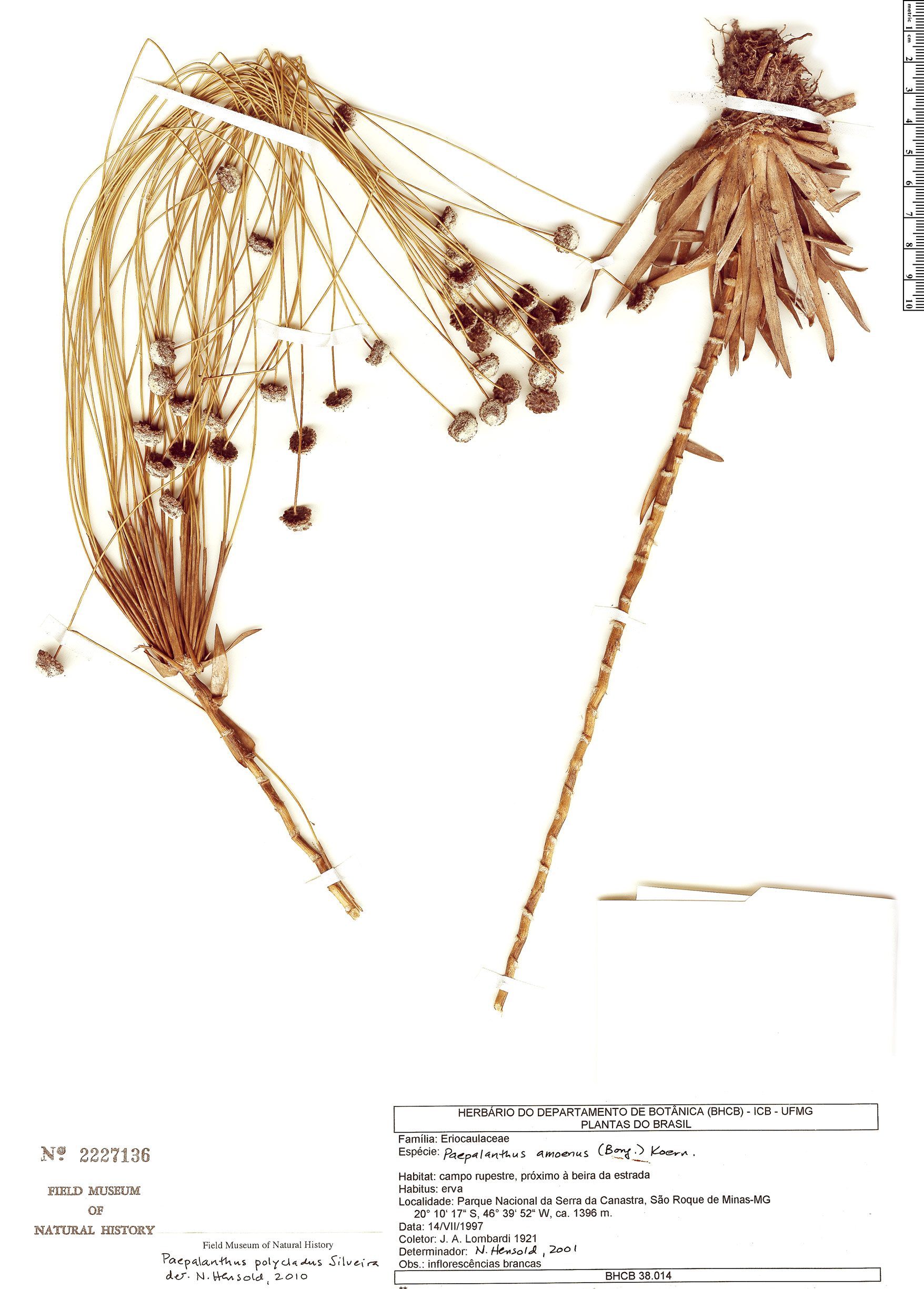 Paepalanthus polycladus image