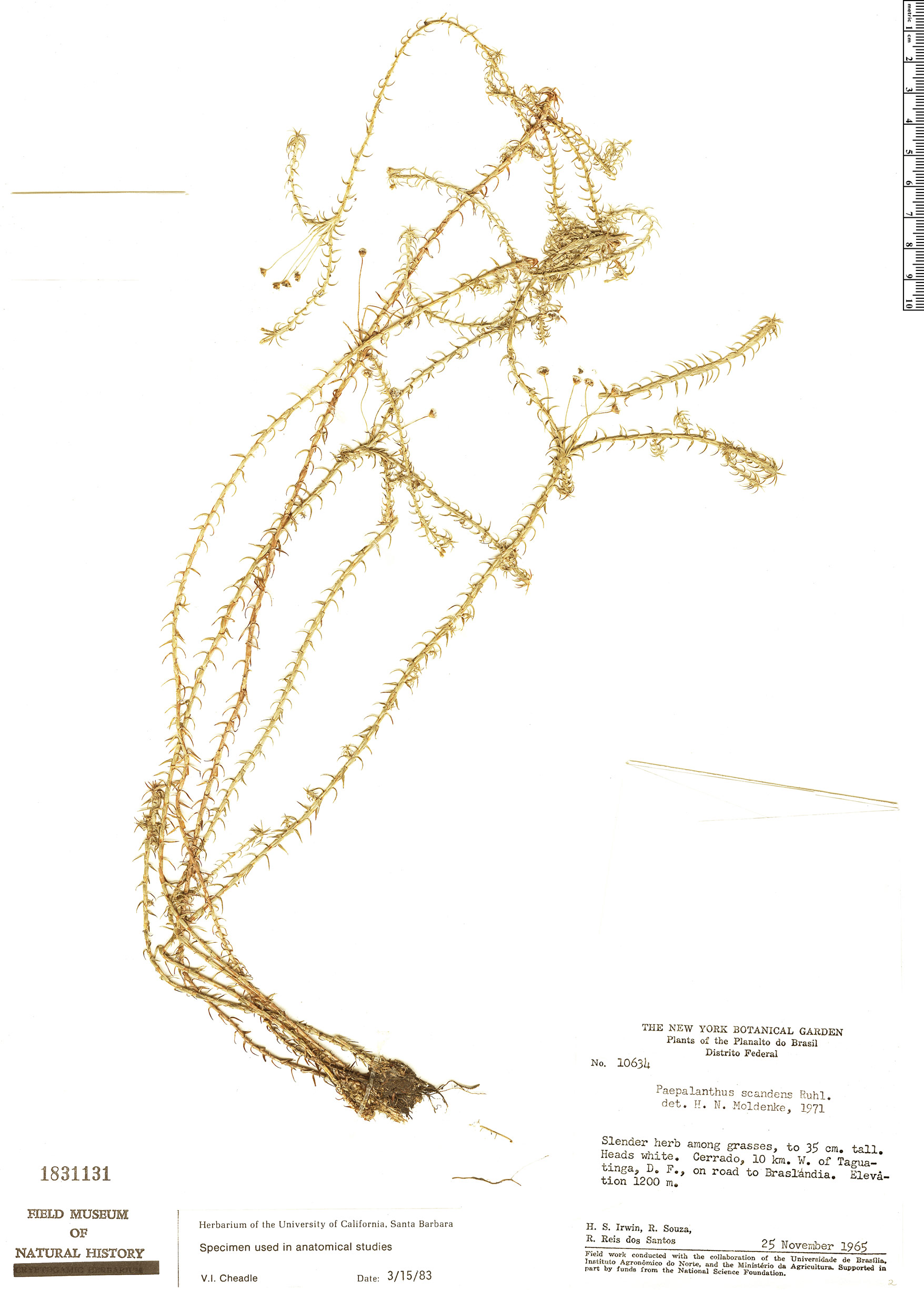 Paepalanthus scandens image