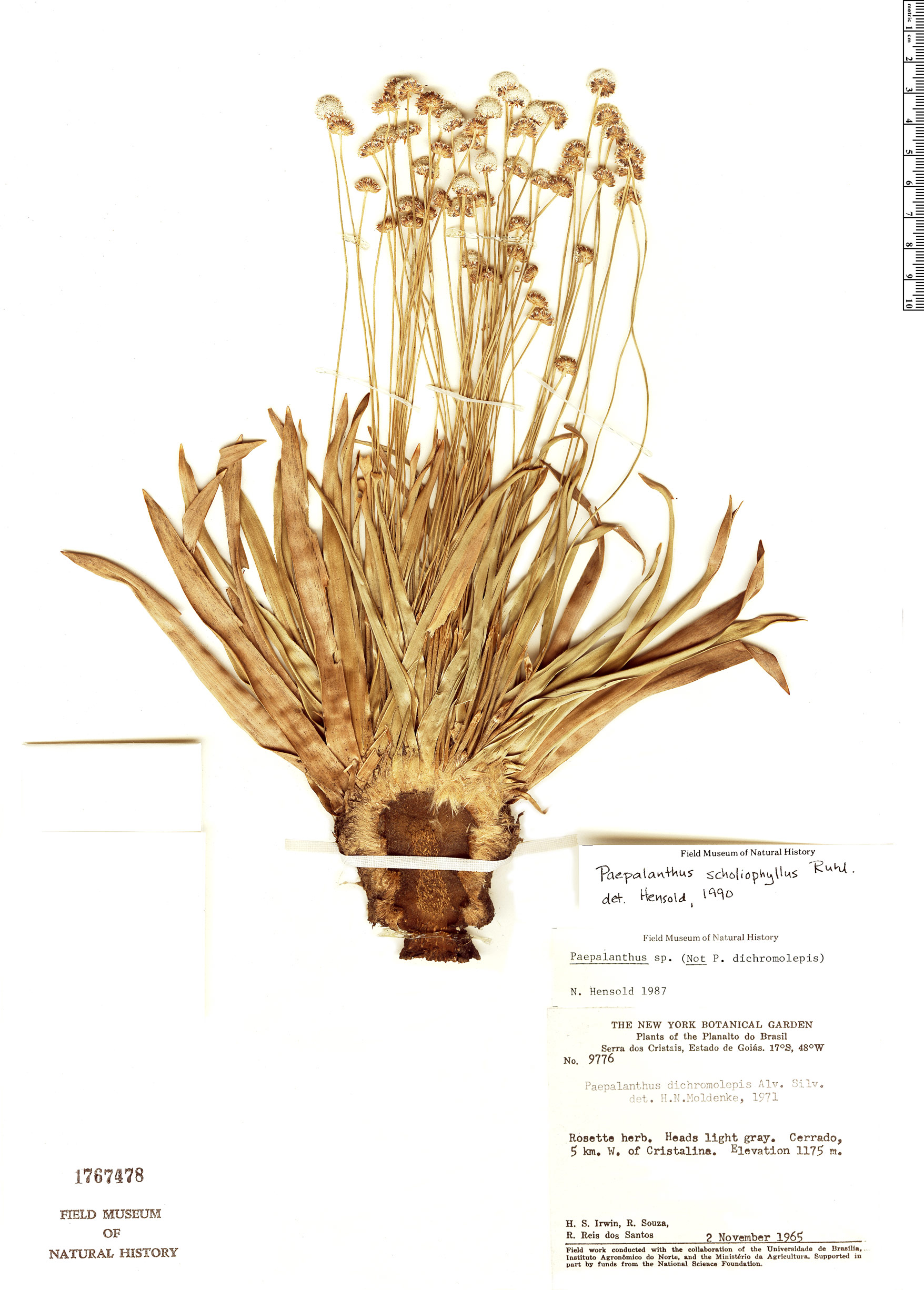 Paepalanthus scholiophyllus image
