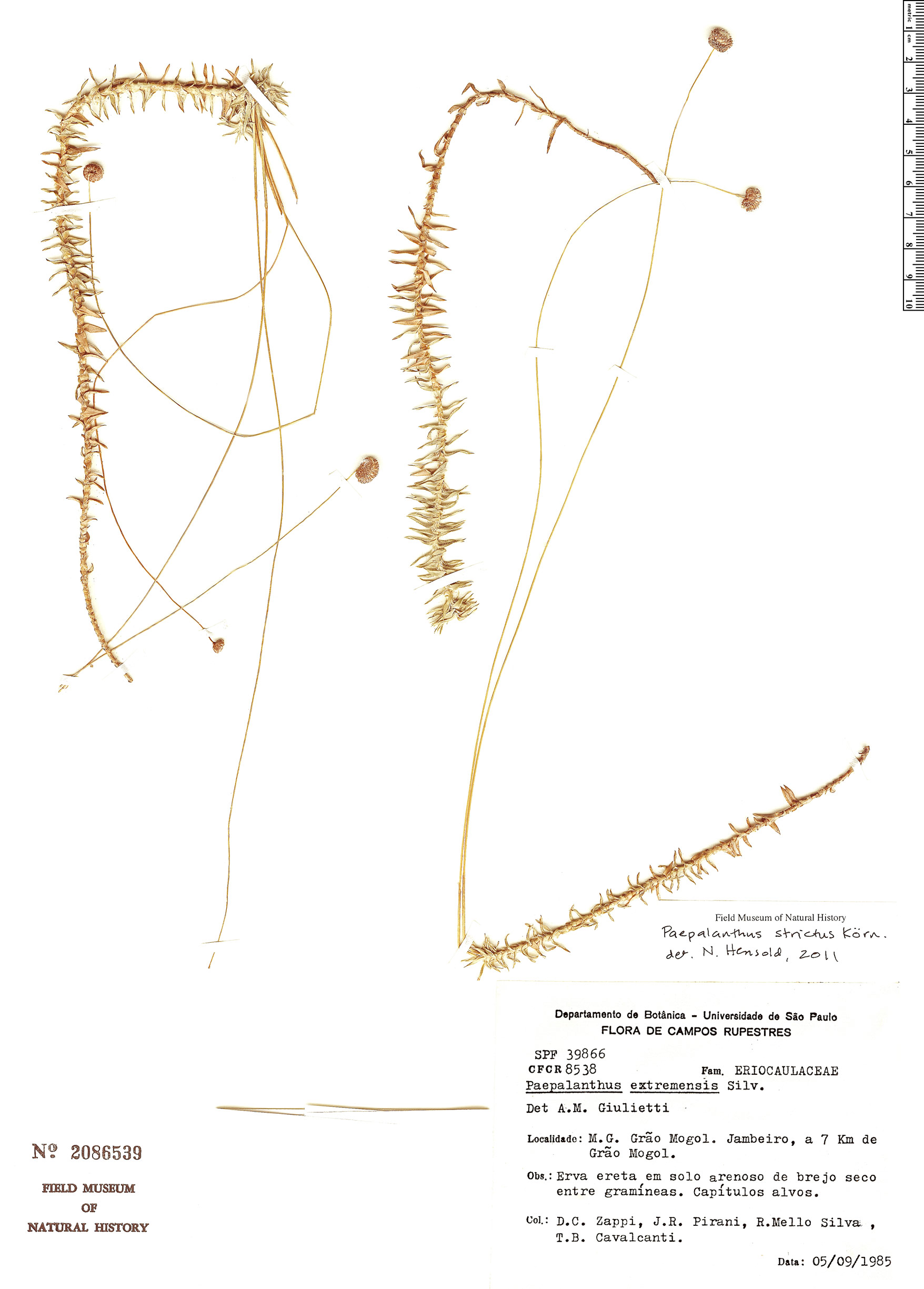 Paepalanthus strictus image