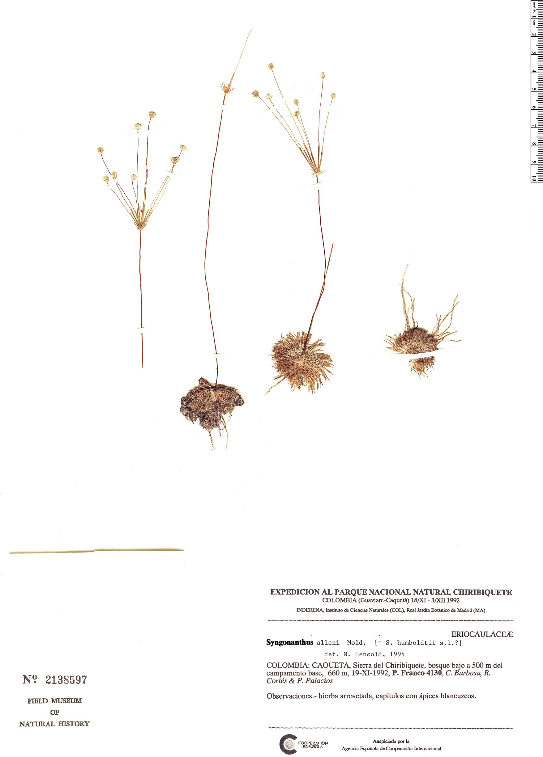 Syngonanthus allenii image