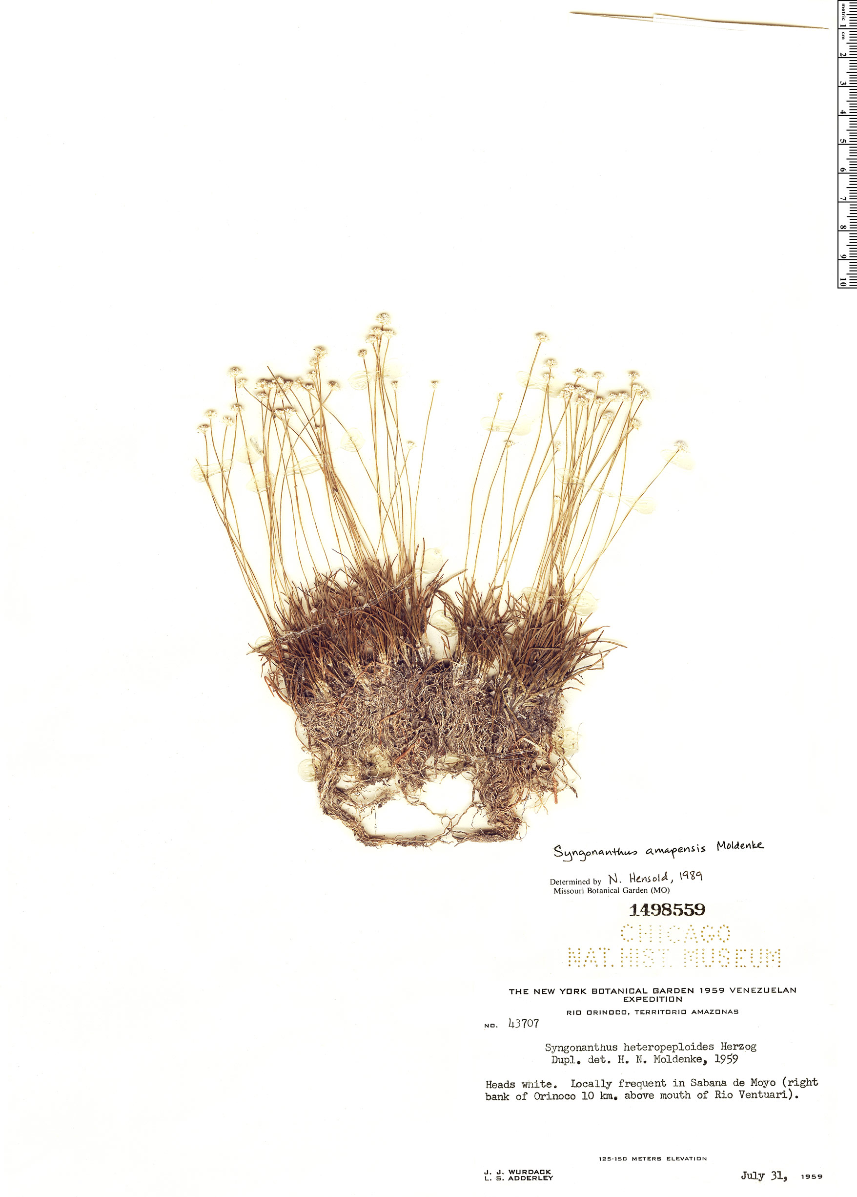 Syngonanthus amapensis image