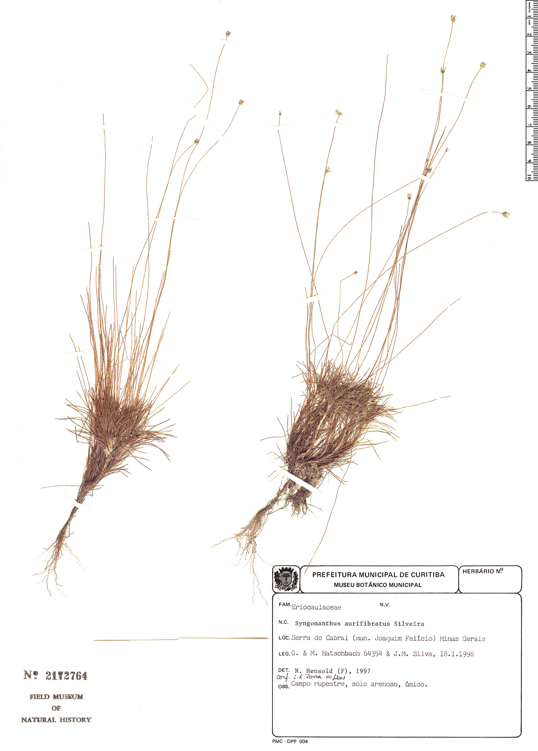 Comanthera aurifibrata image