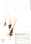 Comanthera centauroides image