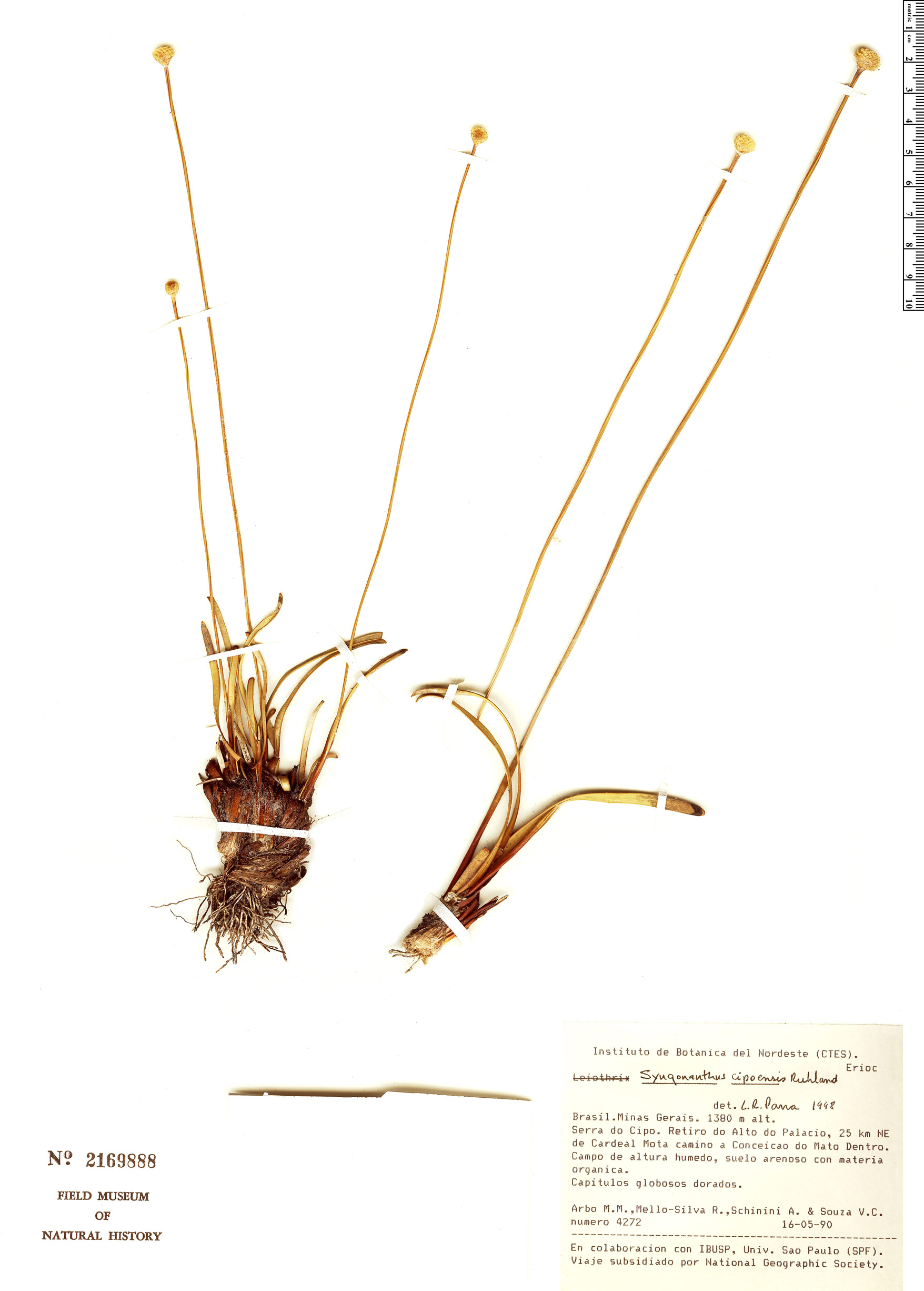 Comanthera cipoensis image
