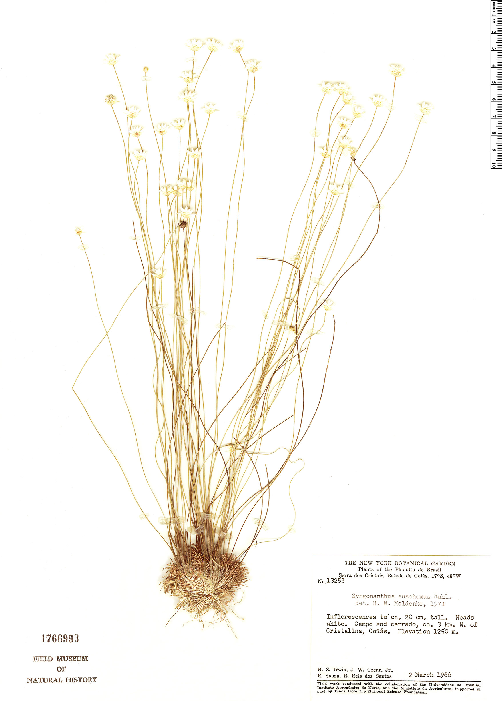 Comanthera euschemus image
