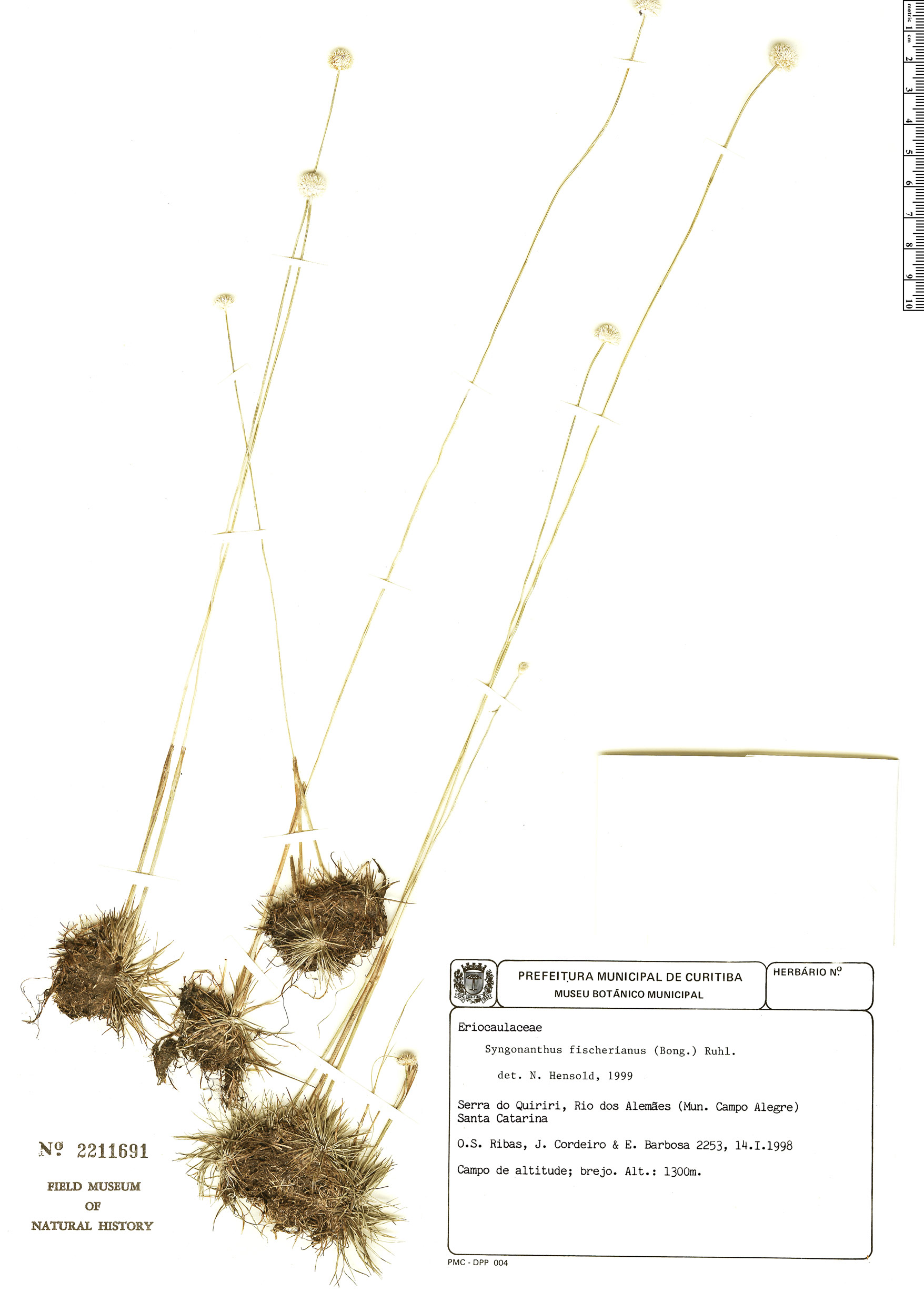 Syngonanthus fischerianus image