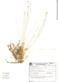 Syngonanthus appressus image