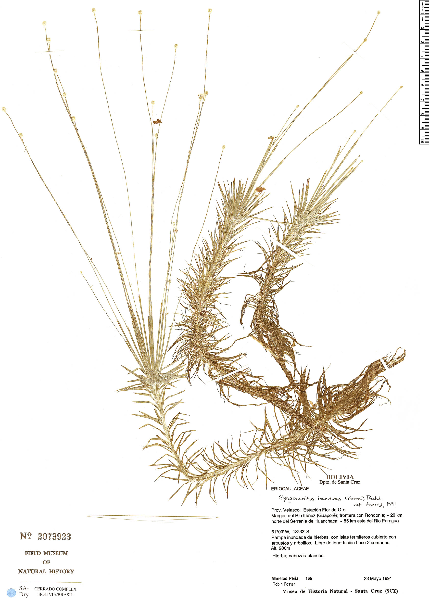 Syngonanthus mollis image