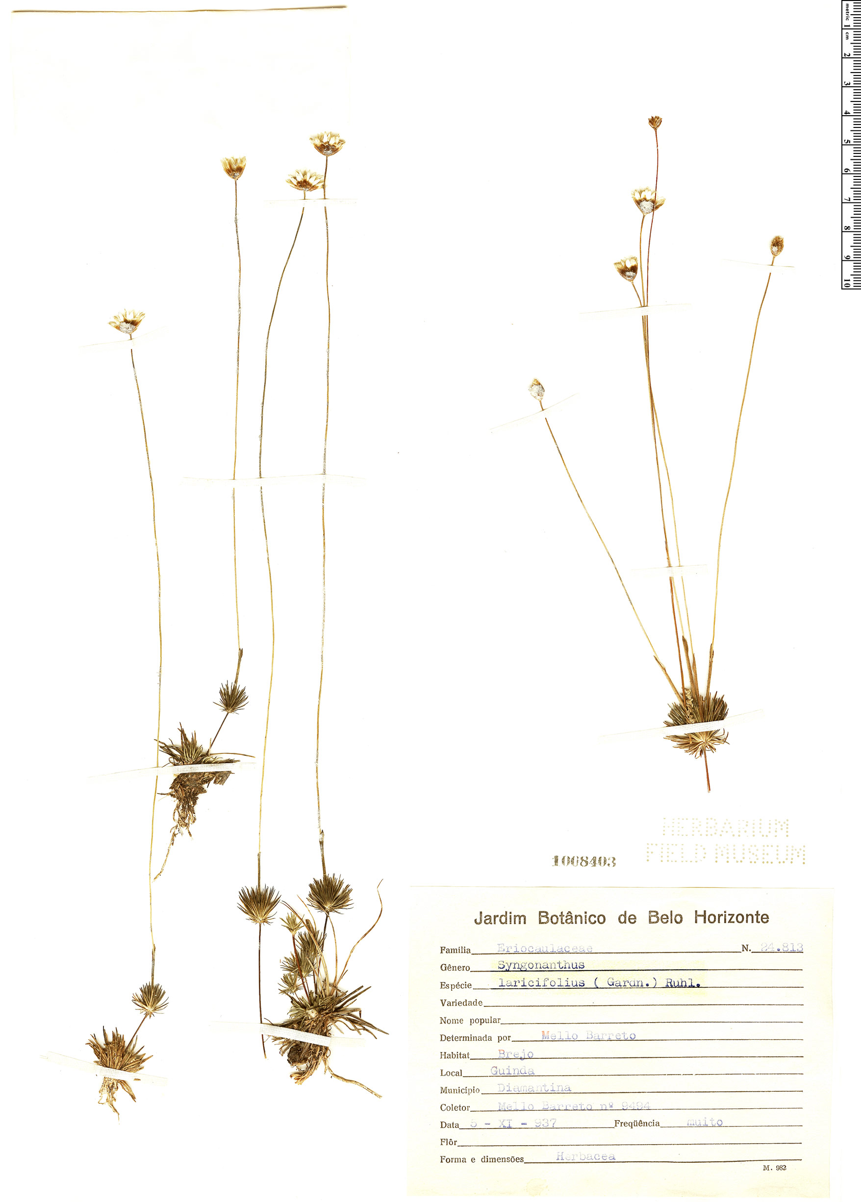 Syngonanthus laricifolius image