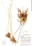 Syngonanthus longipes image