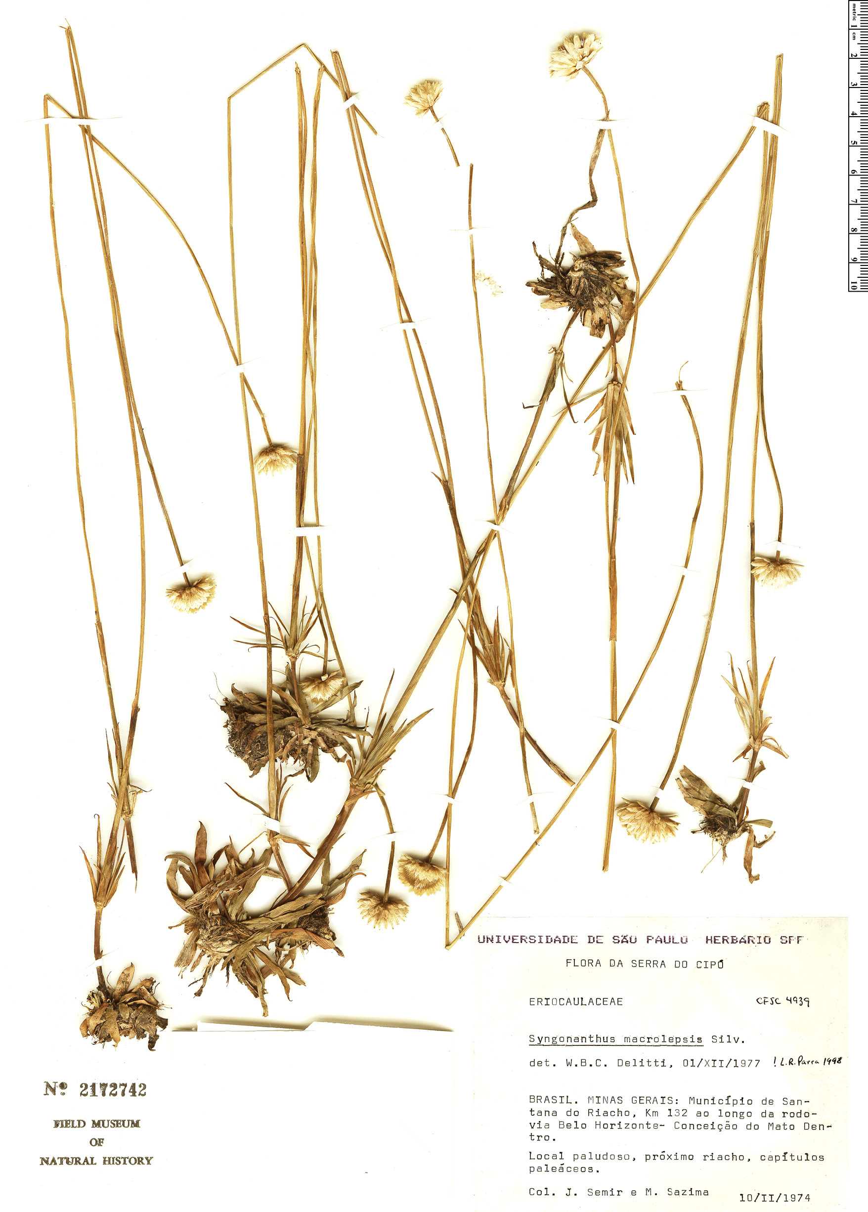 Syngonanthus macrolepis image
