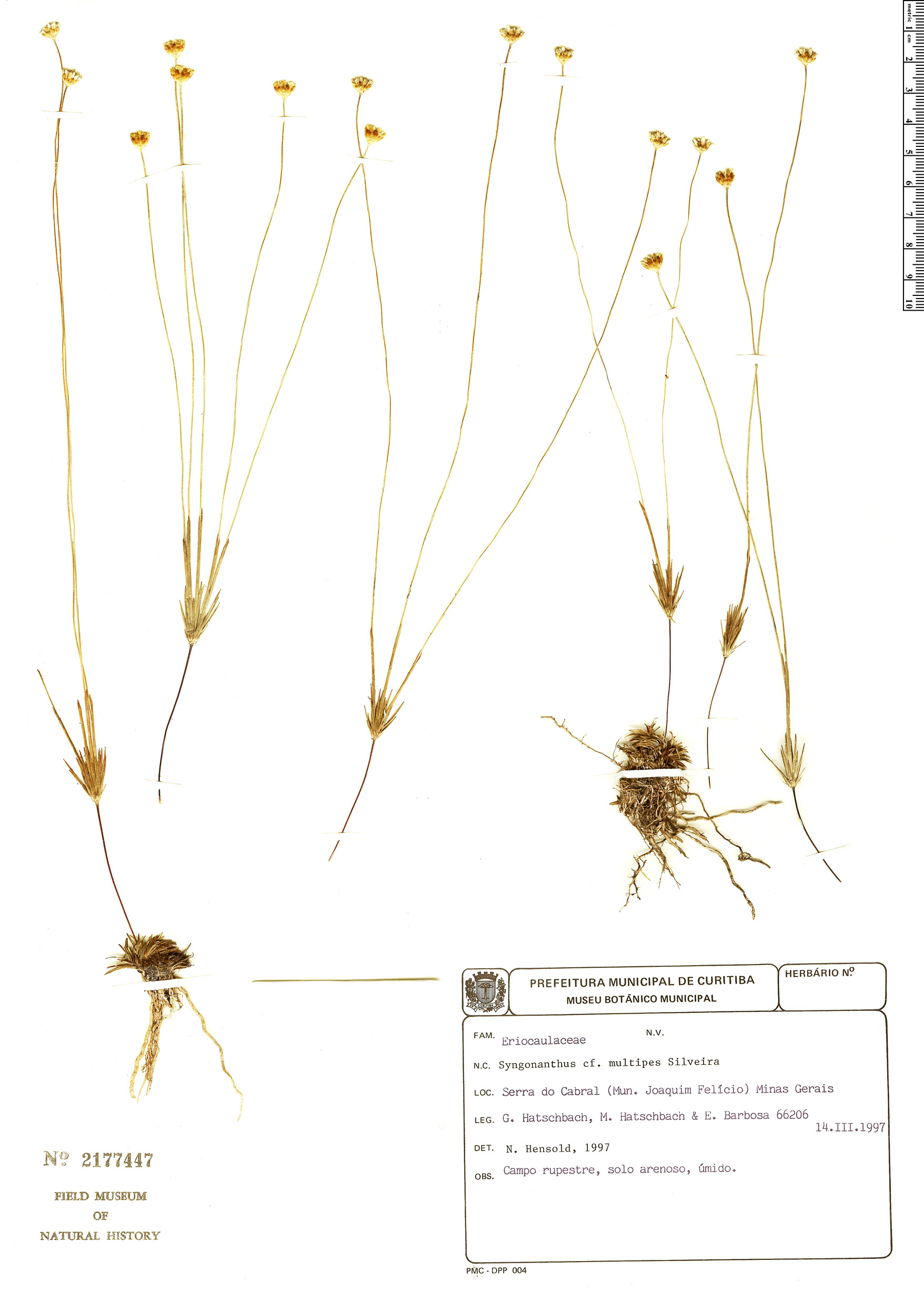 Syngonanthus multipes image