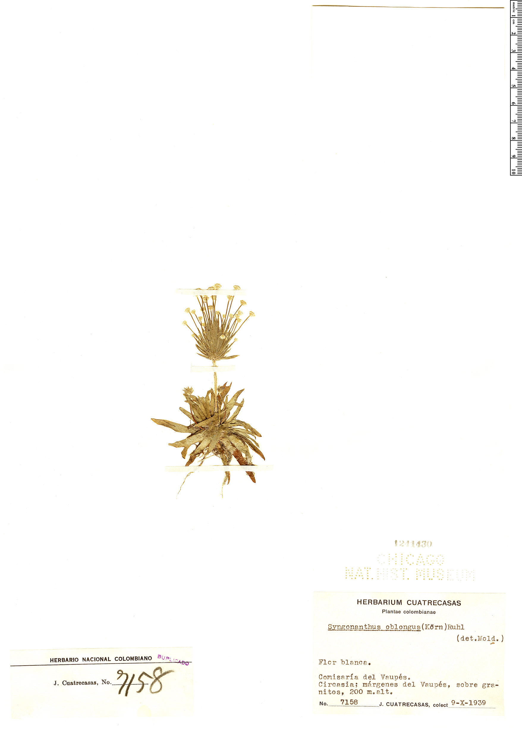 Syngonanthus oblongus image