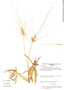 Syngonanthus oblongus image