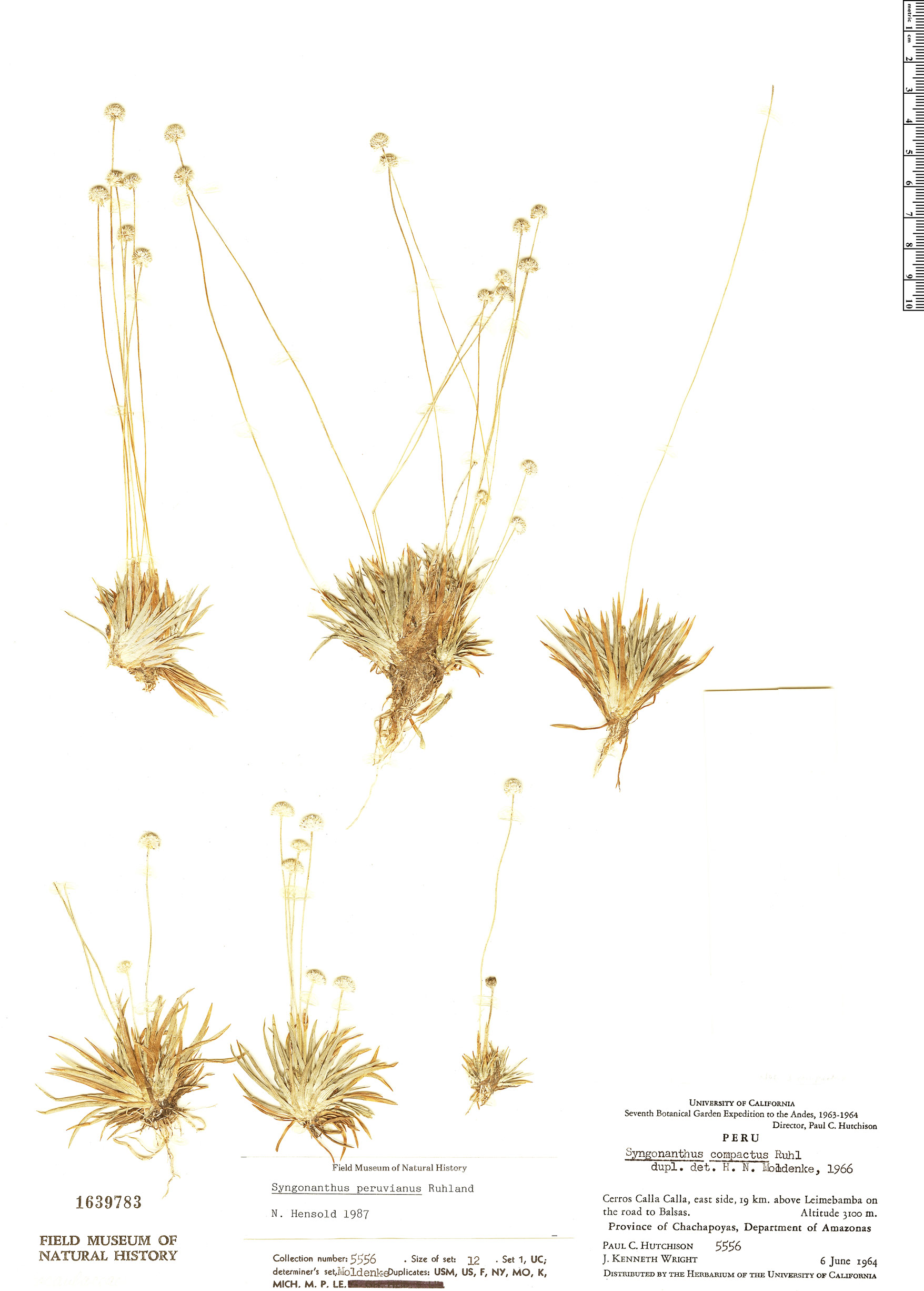 Syngonanthus peruvianus image