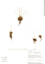 Syngonanthus setifolius image