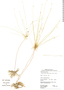 Syngonanthus umbellatus image