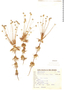 Syngonanthus verticillatus image