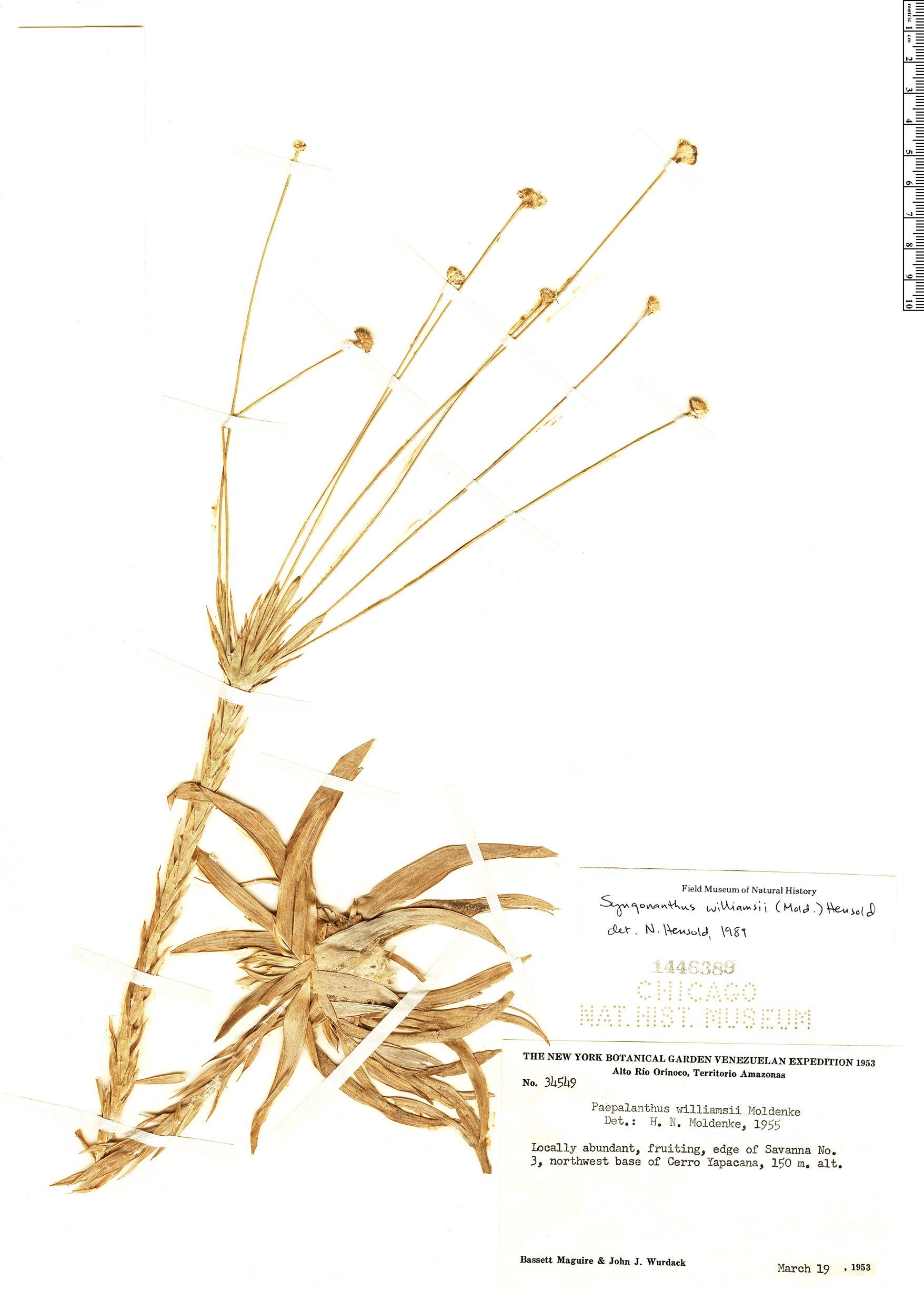 Syngonanthus williamsii image