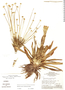 Syngonanthus williamsii image