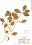 Erythroxylum bequaertii image