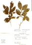 Erythroxylum bequaertii image