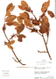 Erythroxylum macrophyllum var. savannarum image