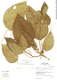 Acalypha peruviana image