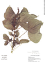 Acalypha polystachya image