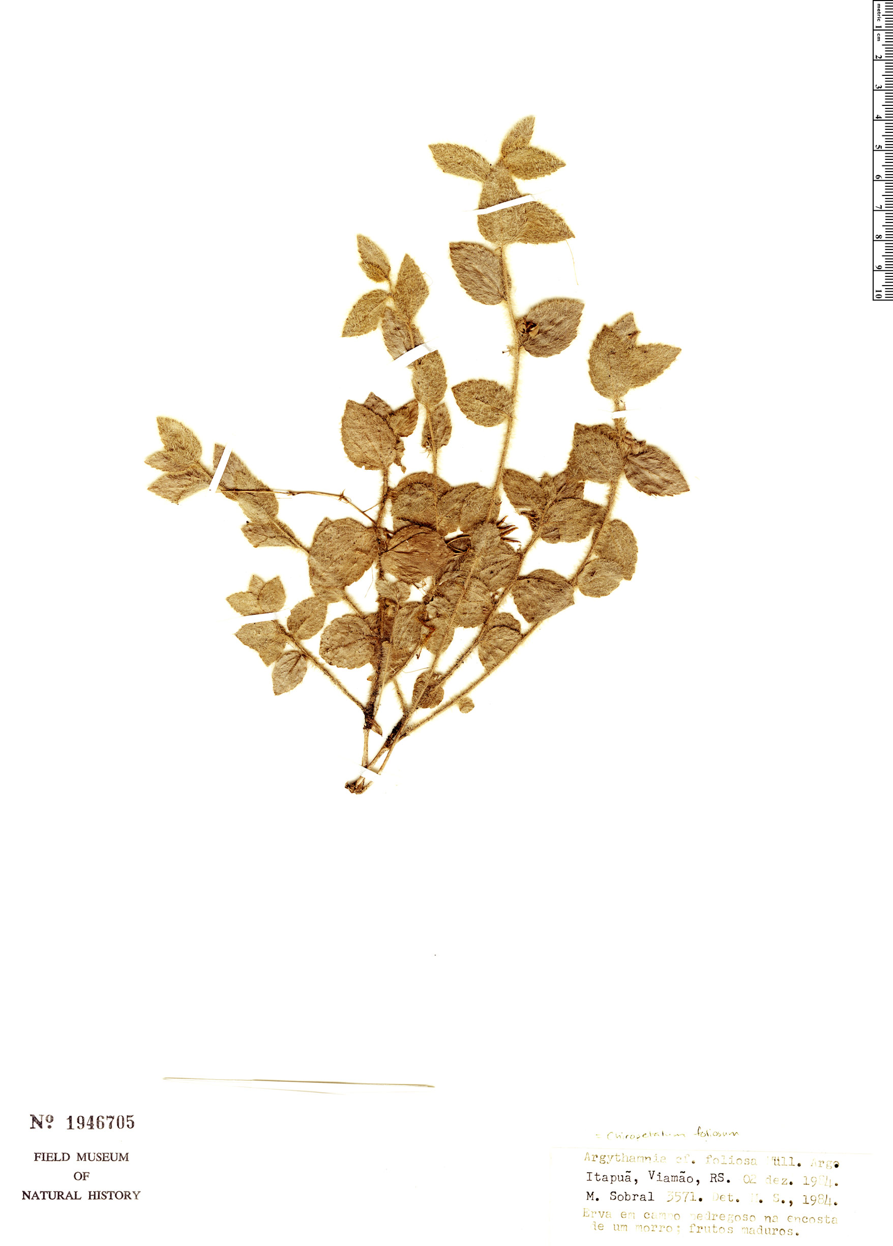 Chiropetalum foliosum image